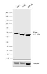 ENO1 Antibody in Western Blot (WB)