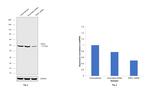 ENO1 Antibody in Western Blot (WB)