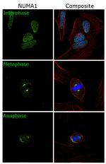 NuMA Antibody