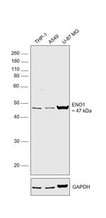 ENO1 Monoclonal Antibody (NSE-P1)