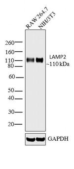 LAMP2 Monoclonal Antibody (M3/84)