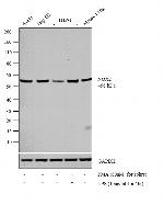 NOX2 Antibody in Western Blot (WB)