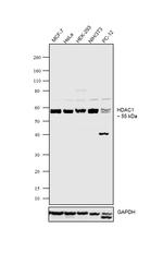 HDAC1 Antibody in Western Blot (WB)
