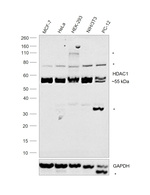 HDAC1 Antibody in Western Blot (WB)