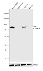 GluR1 Monoclonal Antibody (RH95)