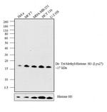 H3K27me2 Antibody in Western Blot (WB)