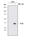IL-1 beta Antibody in Western Blot (WB)