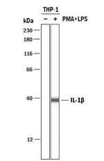 IL-1 beta Antibody in Western Blot (WB)