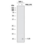 IL-8 (CXCL8) Antibody in Western Blot (WB)