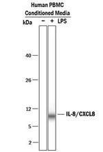 IL-8 (CXCL8) Antibody in Western Blot (WB)
