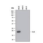 IL-6 Antibody in Western Blot (WB)