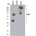 CD25 Antibody in Western Blot (WB)