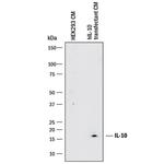 IL-10 Antibody in Western Blot (WB)