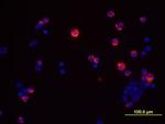 IFN gamma Antibody in Immunocytochemistry (ICC/IF)