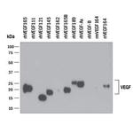 VEGF Antibody in Western Blot (WB)