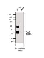 VEGF Monoclonal Antibody (26503)
