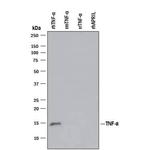 TNF alpha Antibody in Western Blot (WB)
