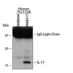 IL-17A Antibody in Immunoprecipitation (IP)