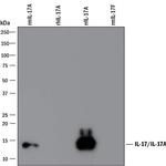 IL-17A Antibody in Western Blot (WB)