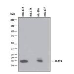 IL-17 A/F Monoclonal Antibody (50104)