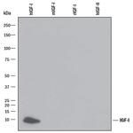 IGF1 Monoclonal Antibody (56408)