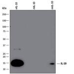 IL-10 Antibody in Western Blot (WB)