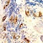 CXCL12 Antibody in Immunohistochemistry (Paraffin) (IHC (P))