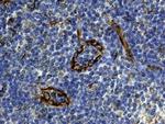 CXCL12 Antibody in Immunohistochemistry (Paraffin) (IHC (P))