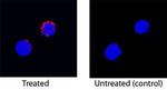 IFN gamma Antibody in Immunocytochemistry (ICC/IF)