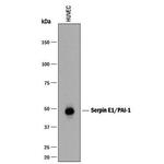 PAI1 Antibody in Western Blot (WB)