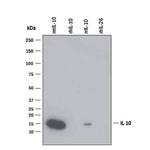 IL-10 Monoclonal Antibody (JES052A5)