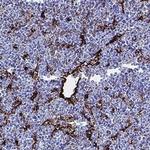CD105 Antibody in Immunohistochemistry (Paraffin) (IHC (P))