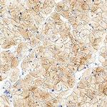 Nidogen Antibody in Immunohistochemistry (Paraffin) (IHC (P))