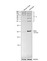 Stella Monoclonal Antibody (283910)