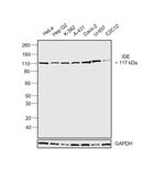 IDE Monoclonal Antibody (334501)