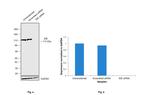 IDE Antibody in Western Blot (WB)
