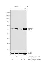 NAMPT Monoclonal Antibody (362616)