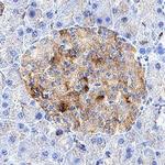 Reg3D Monoclonal Antibody (518818)