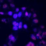 ONECUT2 Monoclonal Antibody (606014)