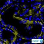 SLC22A2 Antibody in Immunohistochemistry (Paraffin) (IHC (P))