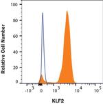 KLF2 Monoclonal Antibody (665333)