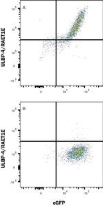 N2DL4 Antibody in Flow Cytometry (Flow)