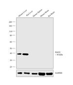 HAO1 Monoclonal Antibody (732410)