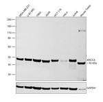XRCC4 Antibody in Western Blot (WB)