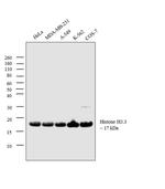 Histone H3.3 Recombinant Rabbit Monoclonal Antibody (RM190)
