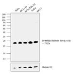 H3K18me2 Antibody in Western Blot (WB)