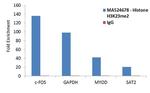 H3K23me2 Antibody in ChIP Assay (ChIP)