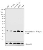 H3K23me2 Antibody in Western Blot (WB)
