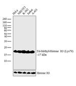 H3K79me3 Recombinant Rabbit Monoclonal Antibody (RM157)