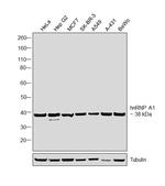 hnRNP A1 Antibody in Western Blot (WB)